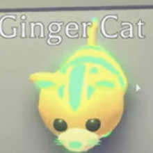 Ginger Cat Adopt Me Wiki Fandom - trading neon ginger cat in adopt me on roblox neon ginger cat worth in 2020 ginger cats adoption roblox
