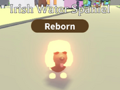 Neon Irish Water Spaniel