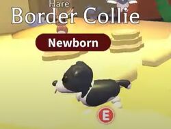 Border Collie, Adopt Me! Wiki