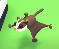 Sugar Glider, Trade Roblox Adopt Me Items