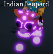 Mega Neon Indian Leopard (Rare)