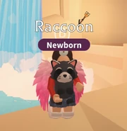 Raccoon | Adopt Me! Wiki | Fandom