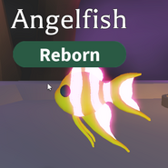 Neon Angelfish (Common)