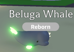 Beluga Whale, Adopt Me! Wiki