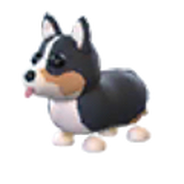 Corgi to adopt near me sales