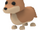 Dingo