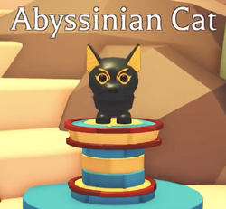Abyssinian cat for clearance sale near me