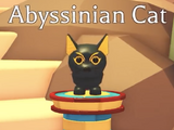 Abyssinian Cat