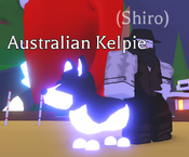 Neon Australian Kelpie