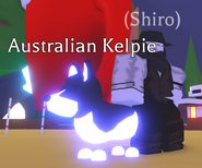 Australian Kelpie | Adopt Me! Wiki | Fandom