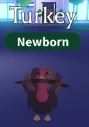 A Turkey holding the Boomerang Throw Toy.