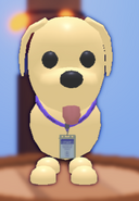 The A.D.O.P.T. Lanyard on a Dog.