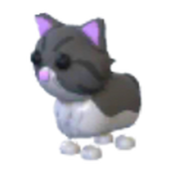 Adopt persian kitten near me sales