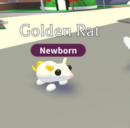 Golden rat