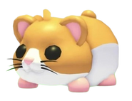 Hamster Adopt Me Wiki Fandom Hamster Adopt Me Wiki Fandom