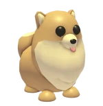 Pomeranian