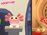 Axolotl