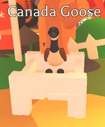 Canadian Goose | Adopt Me! Wiki | Fandom