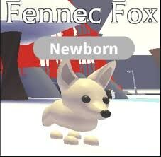 Fennec Fox Adopt Me Wiki Fandom - roblox adopt me pets fox