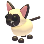 Siamese Cat