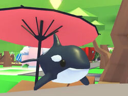 Get Pomeranian and Orca in Adopt Me