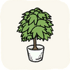 Lounge PottedPlants PachiraAquatica.png