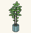 BathPlants1.jpg