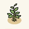 Farm crops seedlings Lemon.png