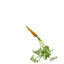 Carrot item