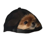 DogInCap