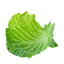 KachanLeaf