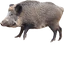 UltimateBoar