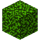 Cycade Leaves