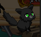 BlackKitten.png