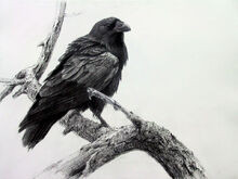 Raven.jpg