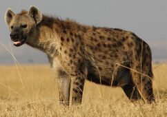 Hyena