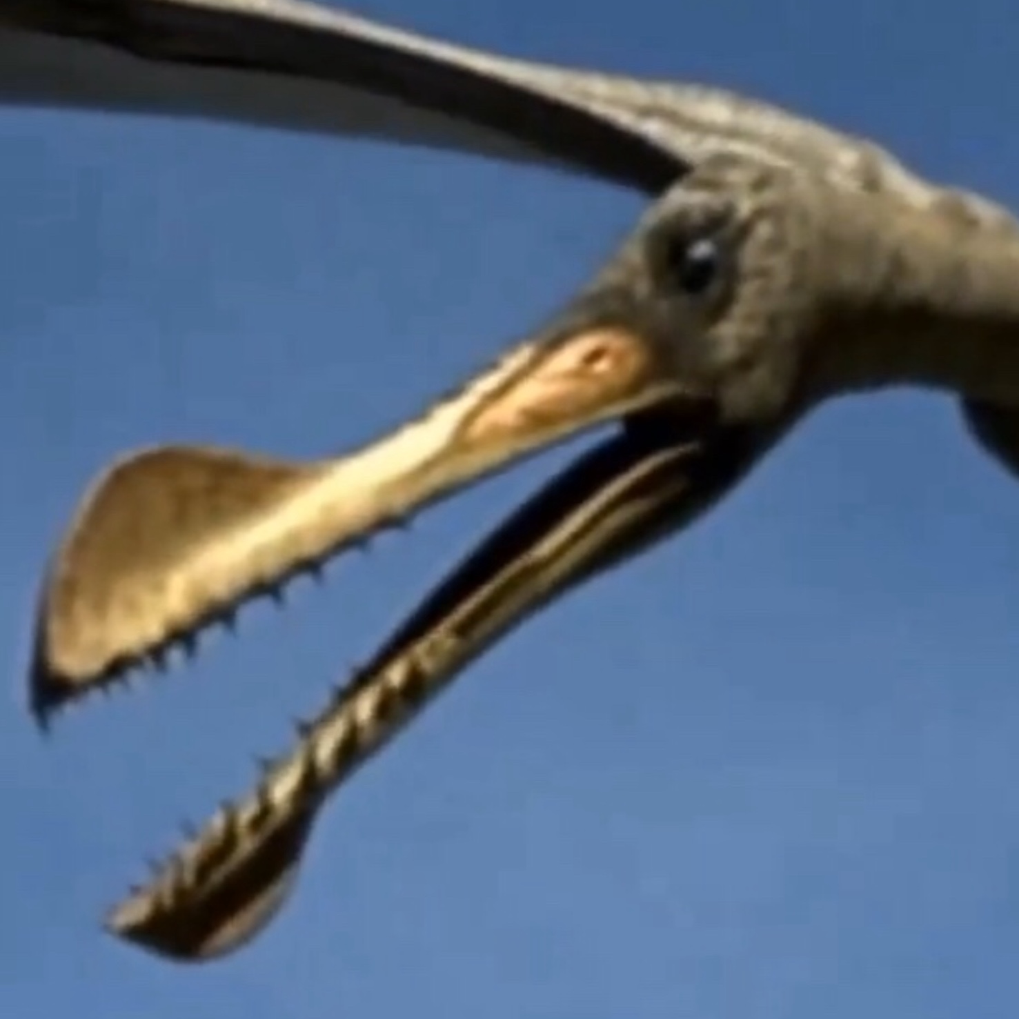 Ornithocheirus - Wikipedia