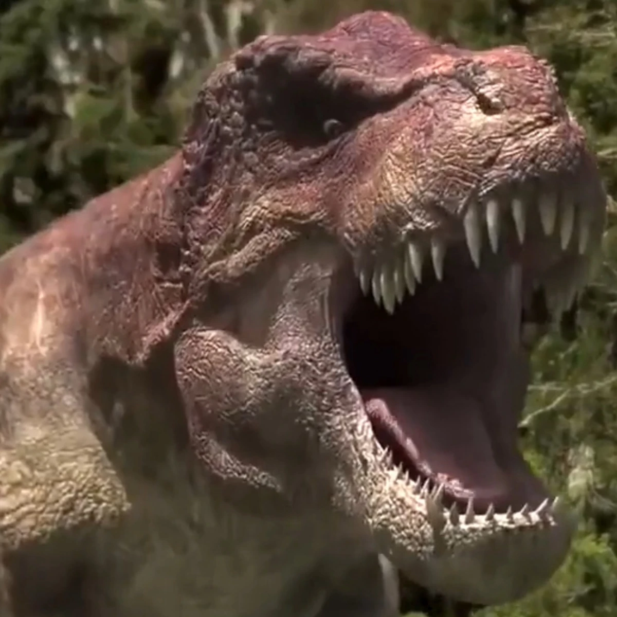 OneEye The Tyrannosaurusrex Adventures of Jairex and Tirzah Rose