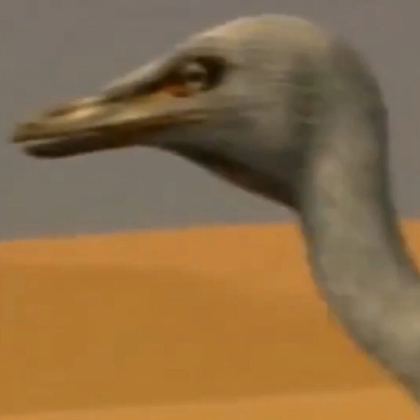 Shuvuuia Adventures of Jairex and Tirzah Rose Wiki Fandom