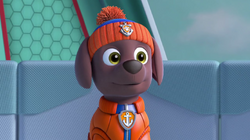 PAW Patrol Live! - Zuma is a playful Labrador pup. This energetic beach  puppy is the PAW Patrol's water rescue dog! 🌊 Zuma loves to laugh and  surf. You can catch Zuma