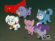 Krypto puppy