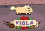 Viola