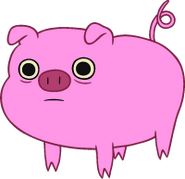 Pig trans