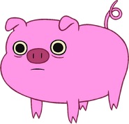 Pig trans