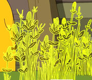 Cornfield