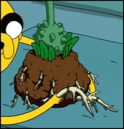 The Princess Plant's roots are exposed.