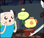 Finn first sees the Dimple Plant.