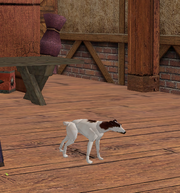BackdoorBettysDog
