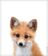 FoxyOMG