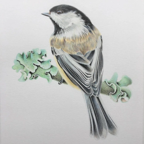 Matt Ryder | Aerodaa Wiki | Fandom